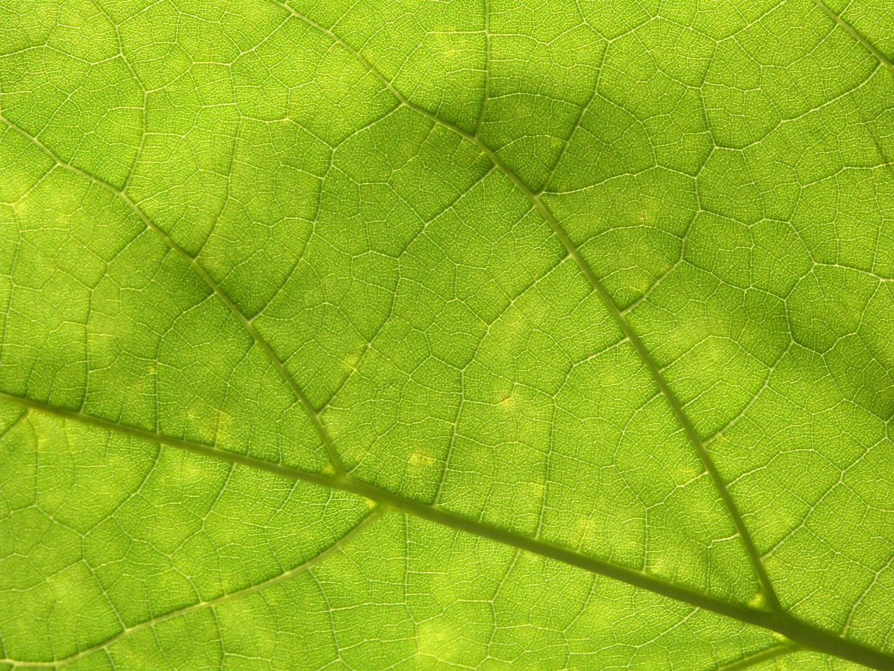 Malattia di Lyme e infezioni croniche: Il nostro trattamento efficace